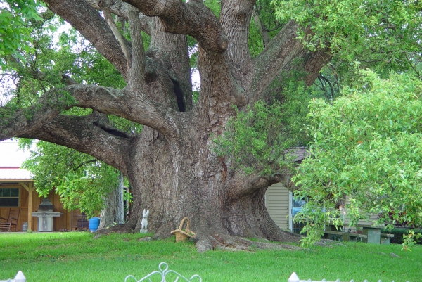 Photo of Camphor Tree