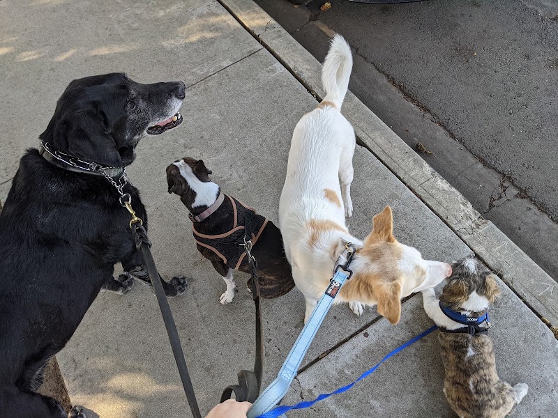 Fun 4 Paws photo 2
