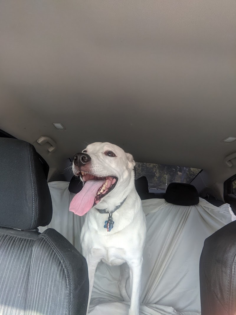 Fun 4 Paws photo 3