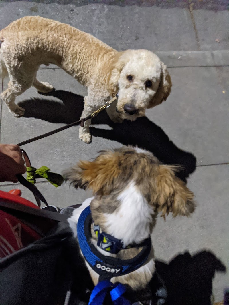 Fun 4 Paws photo 5