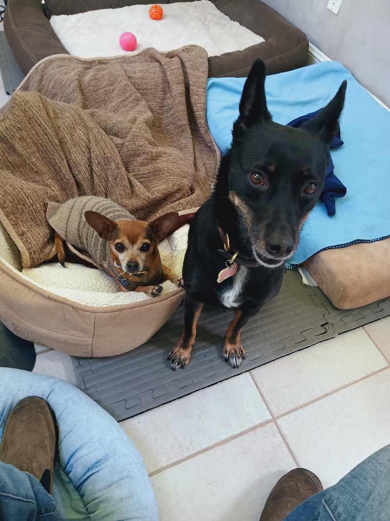 Photo of Dog Trotters (with love)