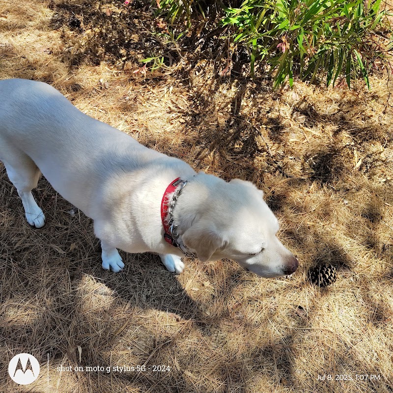 Dog Trotters (with love) photo 4
