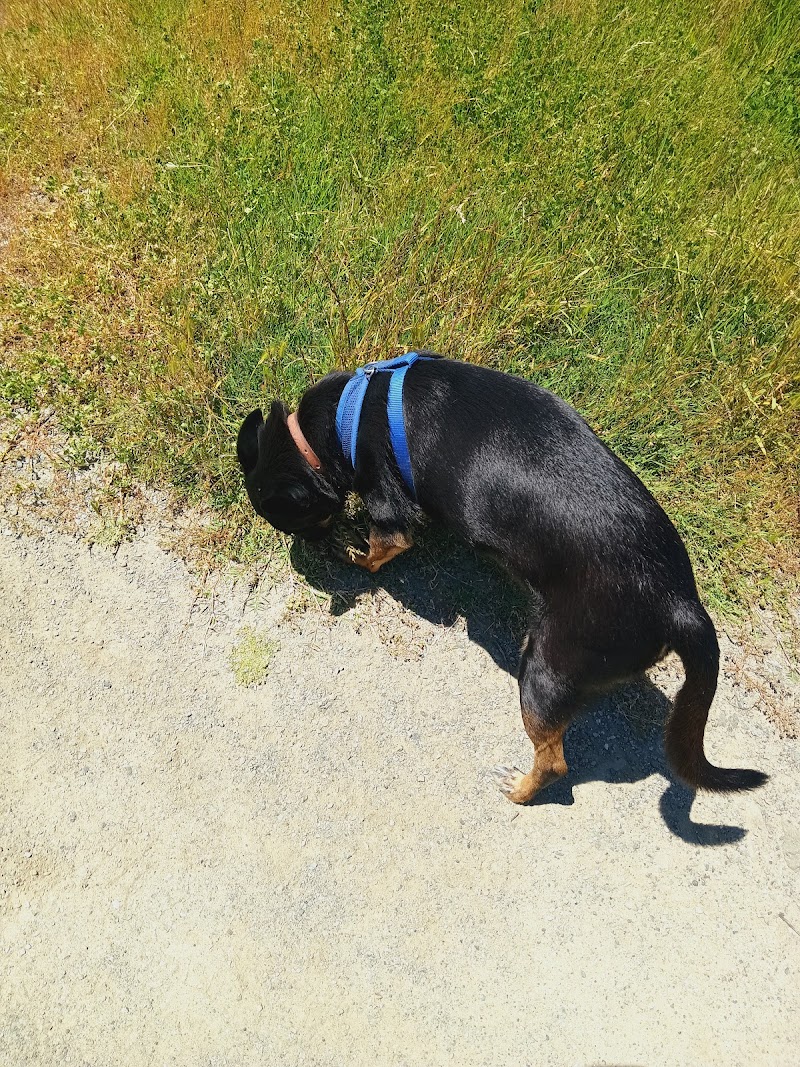 Dog Trotters (with love) photo 2