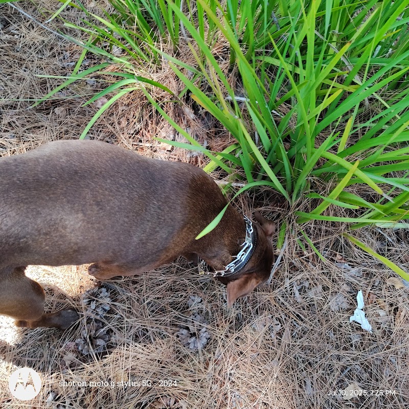 Dog Trotters (with love) photo 3