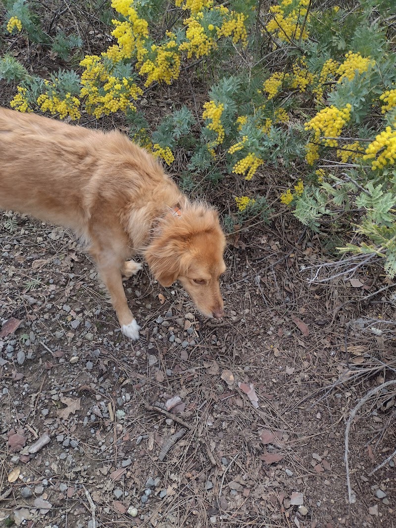 Dog Trotters (with love) photo 5