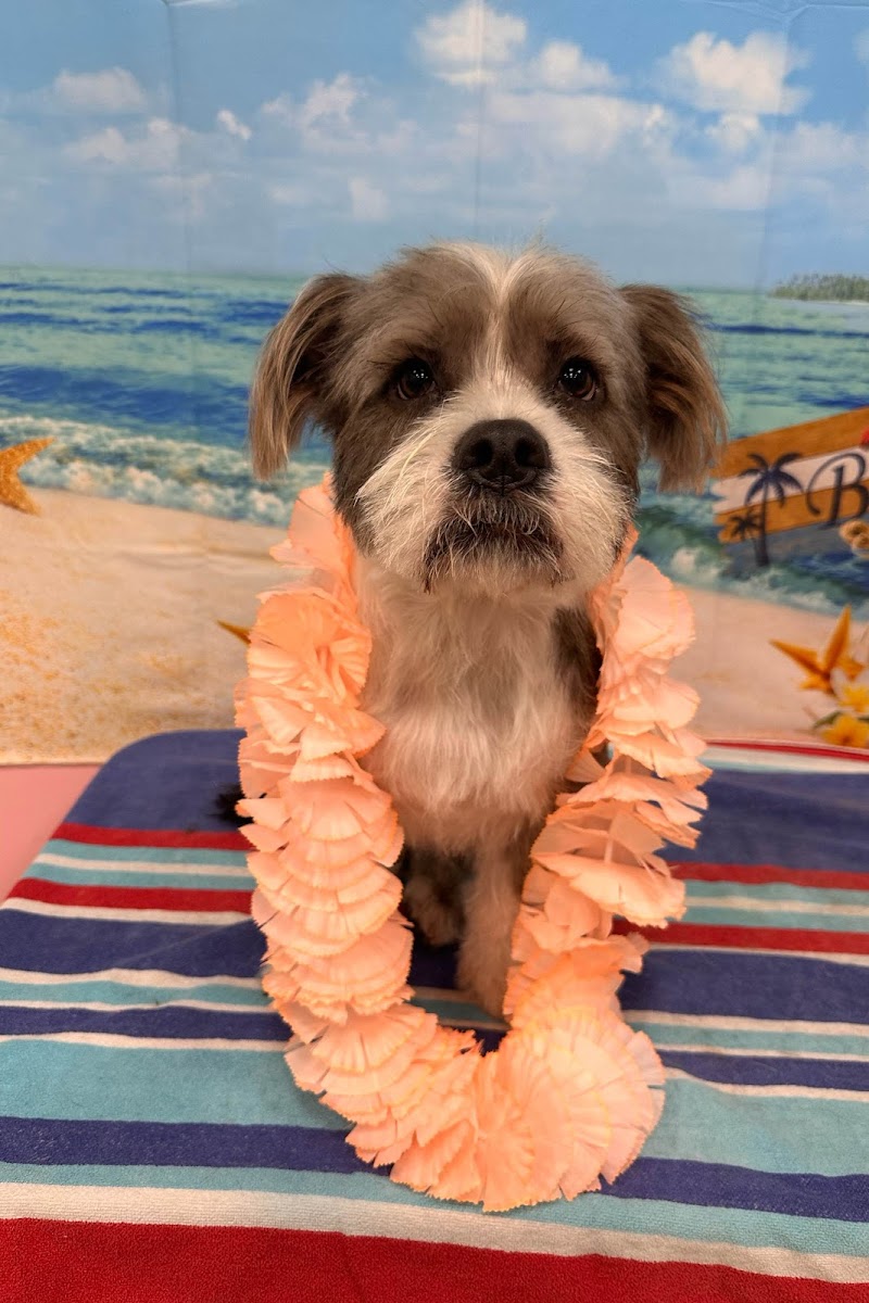 Woof Gang Bakery & Grooming Bexley photo 5