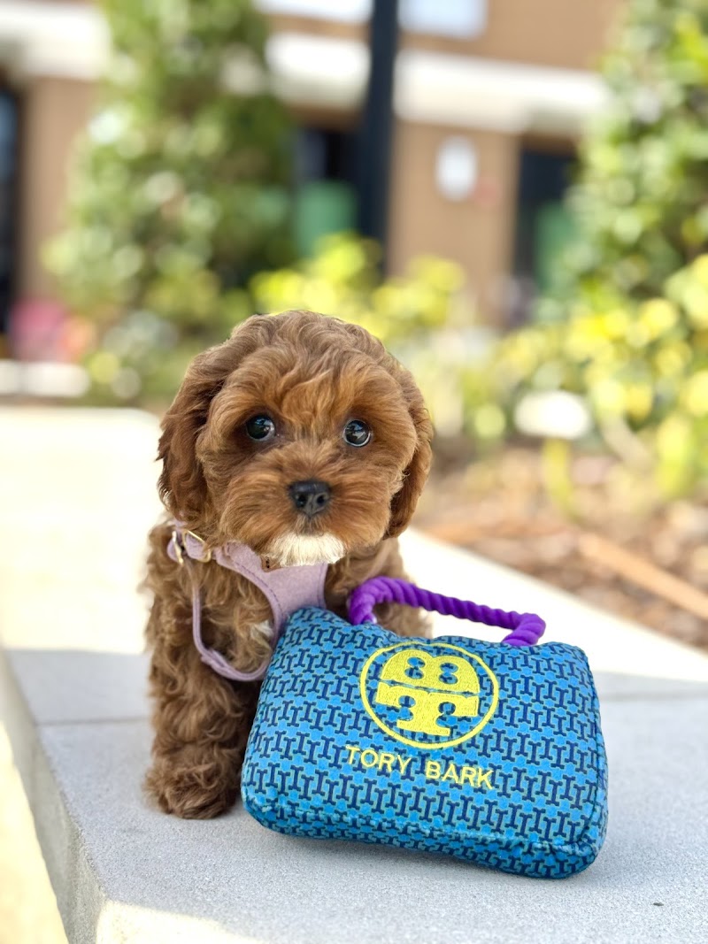 Woof Gang Bakery & Grooming Bexley photo 3
