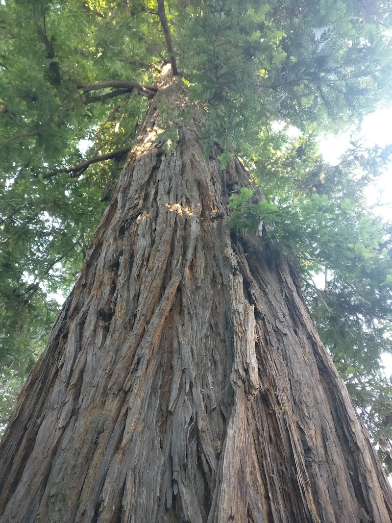 Calistoga Parks & Recreation photo 2
