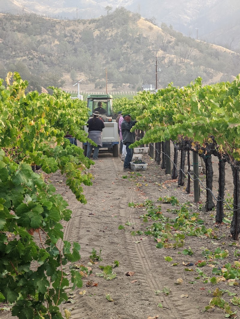 Frediani Vineyards photo 2