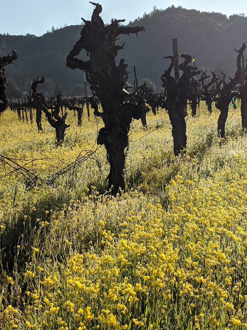 Frediani Vineyards photo 4