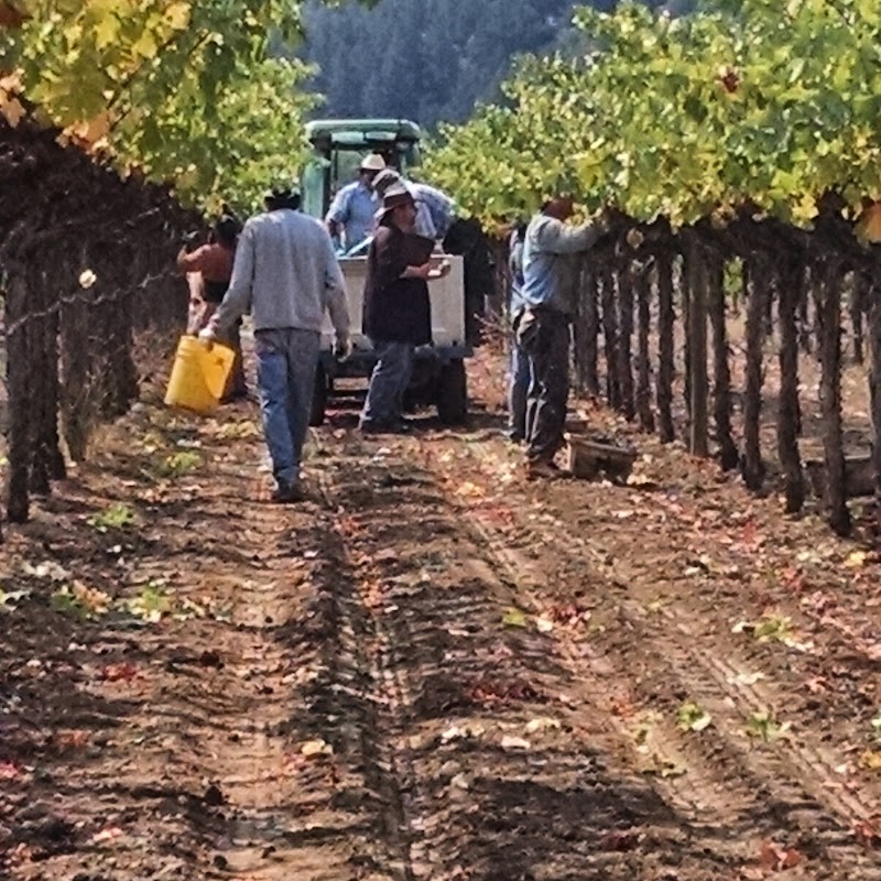 Frediani Vineyards photo 5