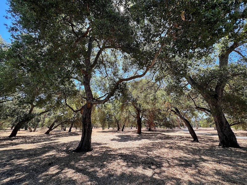 Photo of Stanford University Arboretum