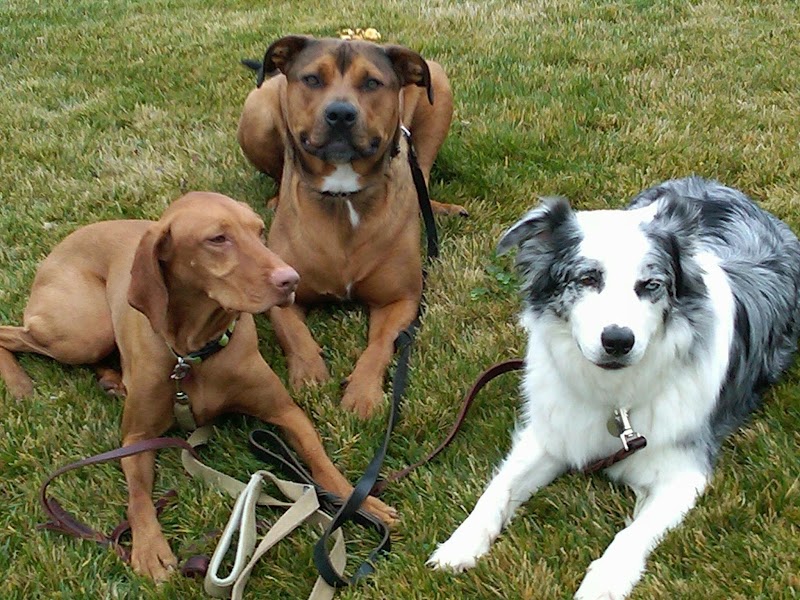 Photo of Daniel Dagg, Bay Area Dog Trainer
