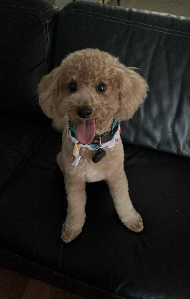 Le Pooch Grooming & Boutique photo 3