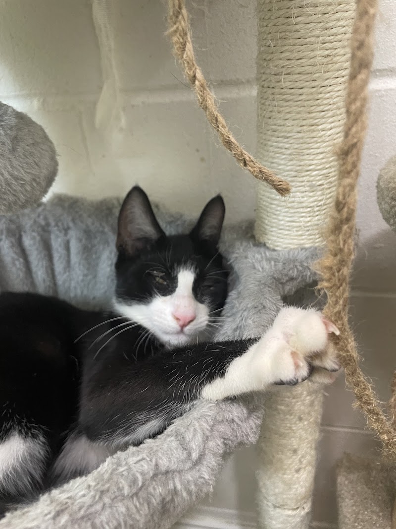 DeLand Cat Cafe photo 4