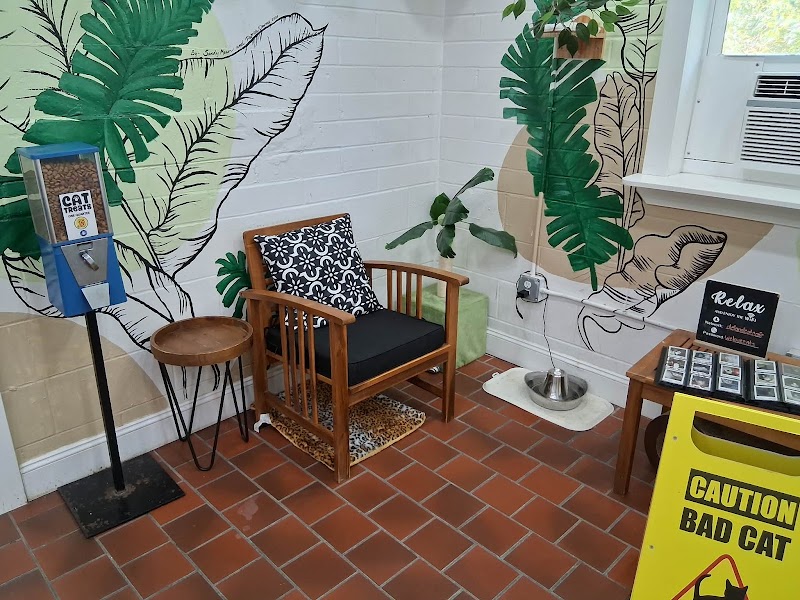 DeLand Cat Cafe photo 5