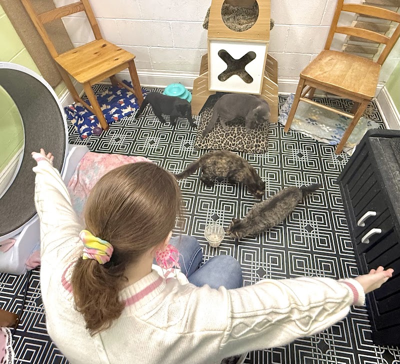 DeLand Cat Cafe photo 3