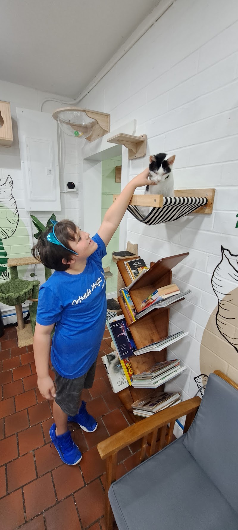 DeLand Cat Cafe photo 2