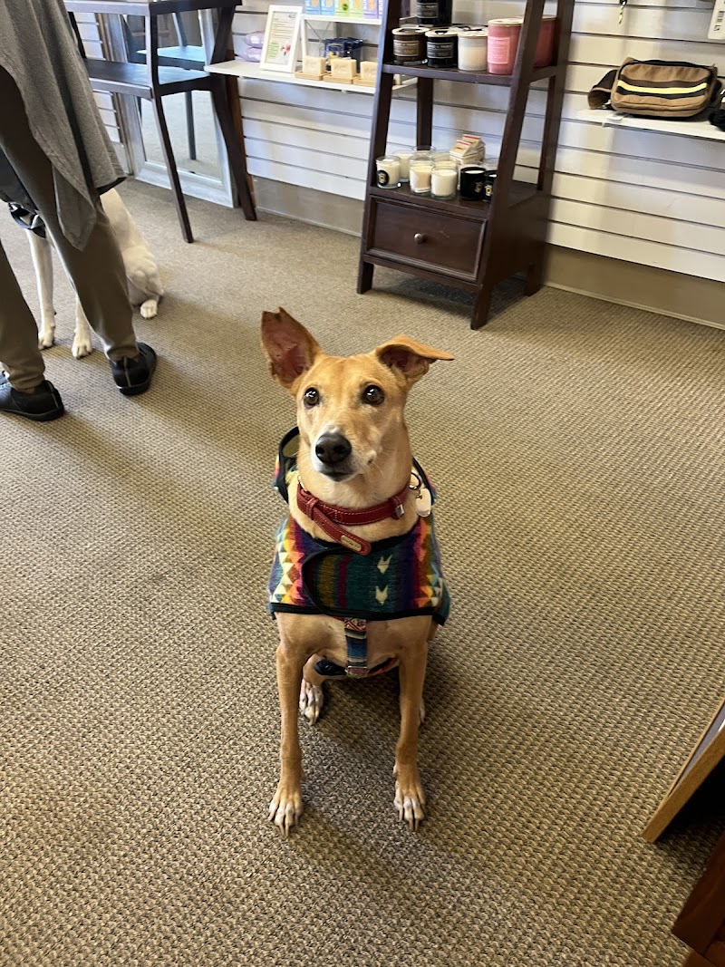 PAWSITIVELY BAY AREA photo 3