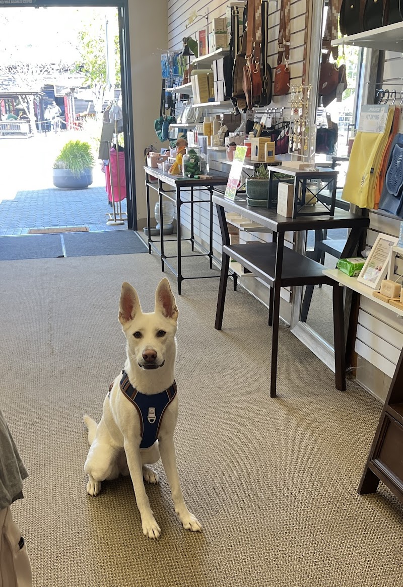 PAWSITIVELY BAY AREA photo 5