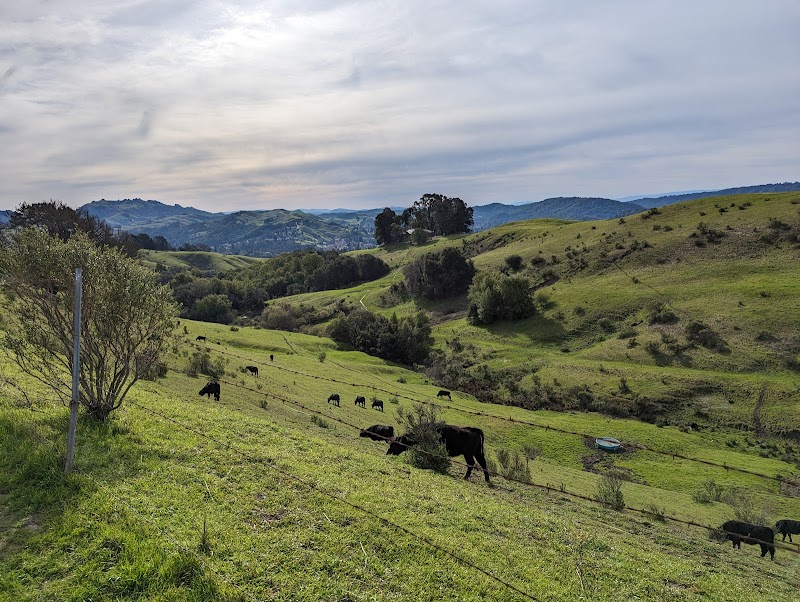 Orinda Oaks Park photo 4