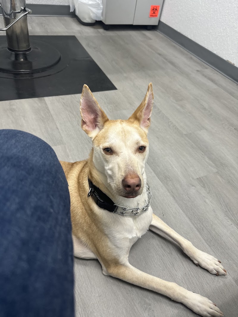 Apex Veterinary Hospital photo 4