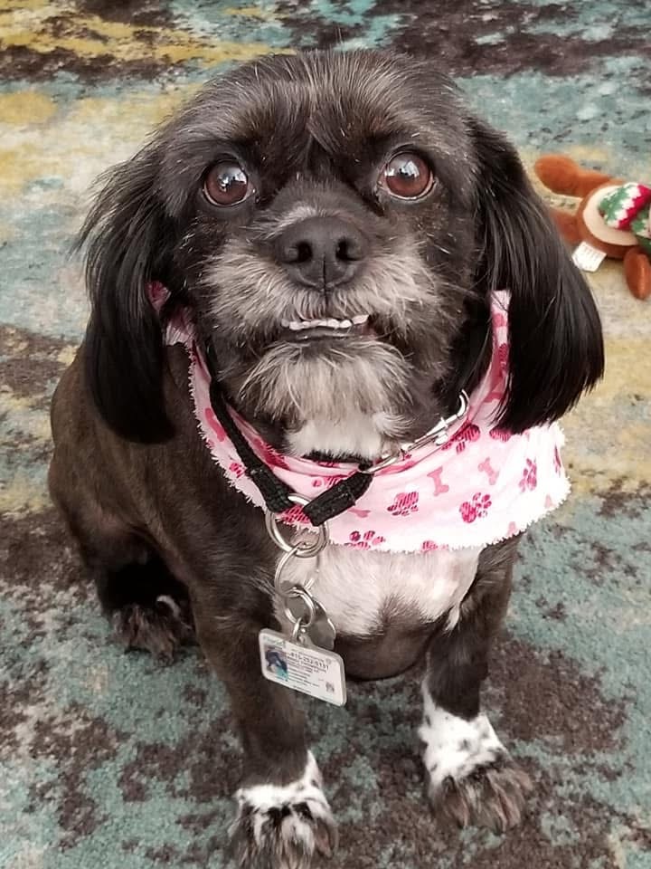 Apex Veterinary Hospital photo 5