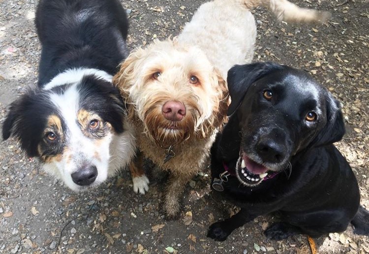 Photo of For Sniffs And Giggles