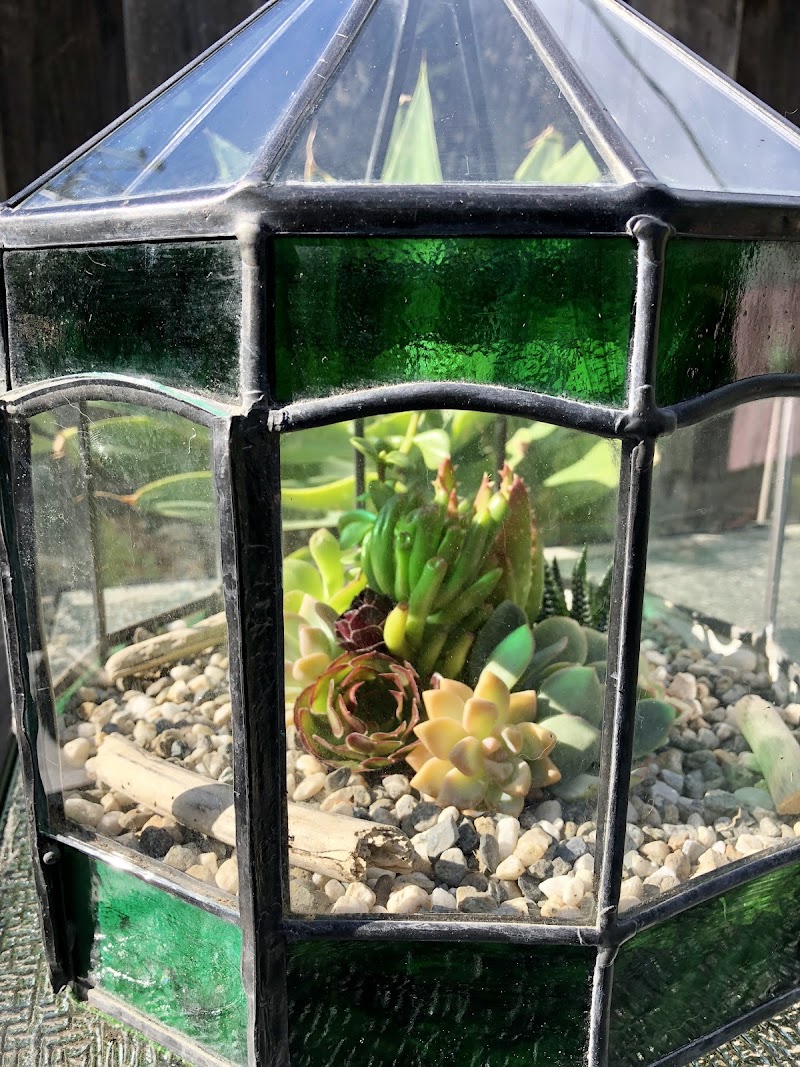 Succulents and More photo 4