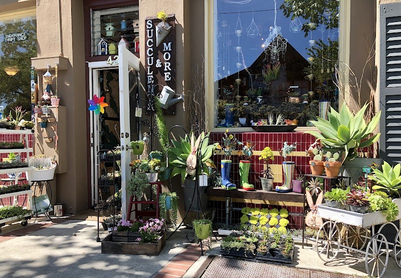Photo of Succulents and More
