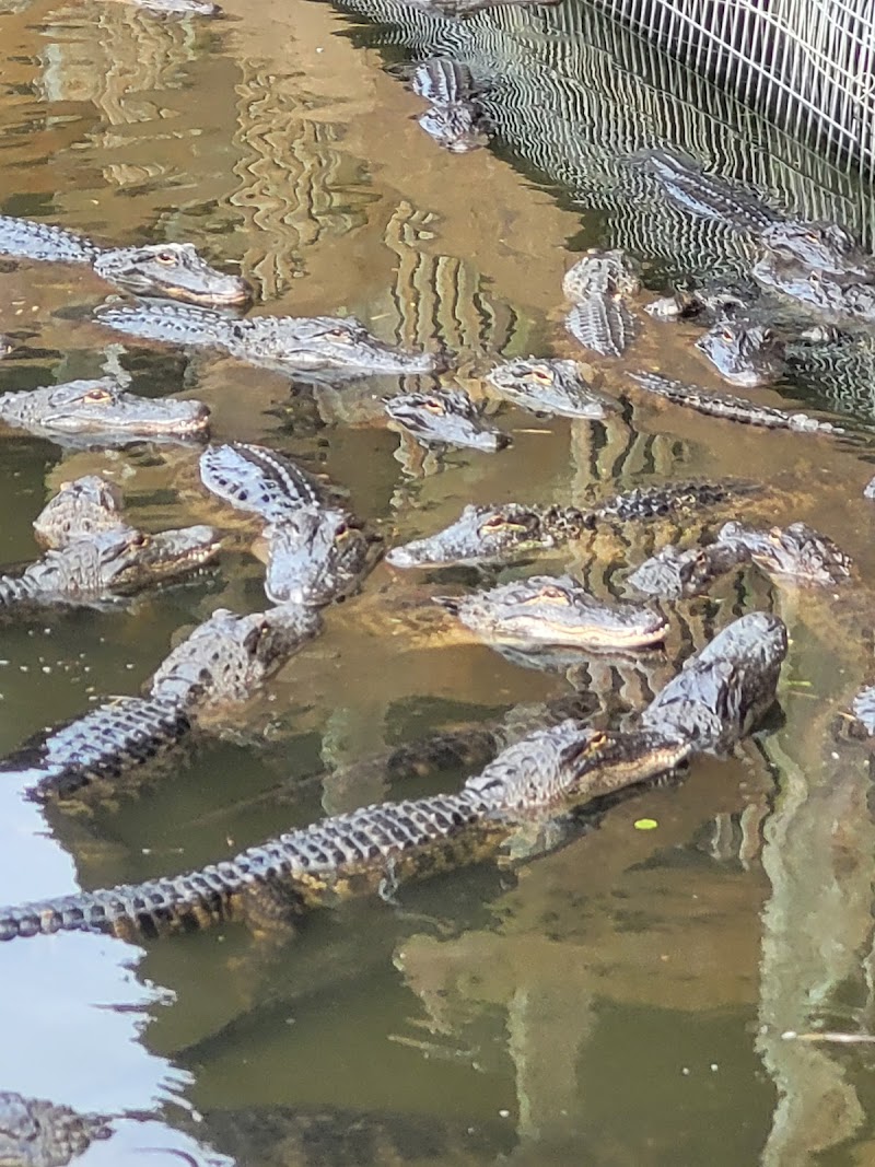 Gatorland photo 3