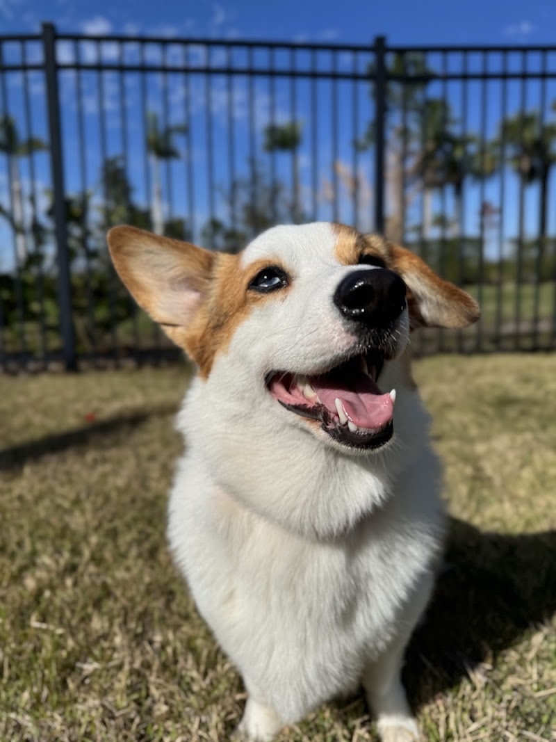 AAA Pet Resort photo 2