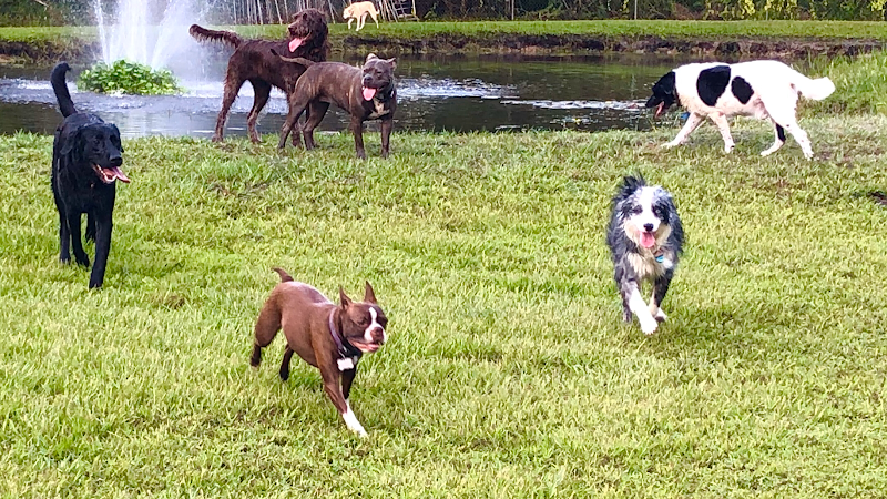 Photo of AAA Pet Resort