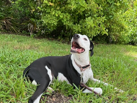 AAA Pet Resort photo 5