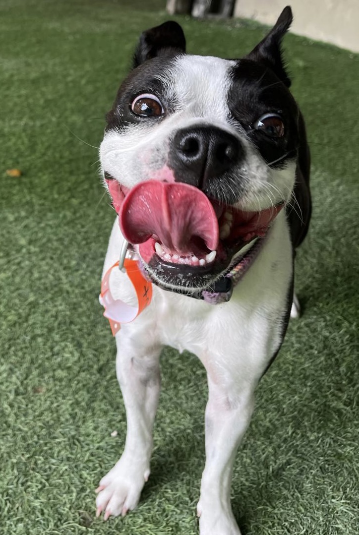 AAA Pet Resort photo 4