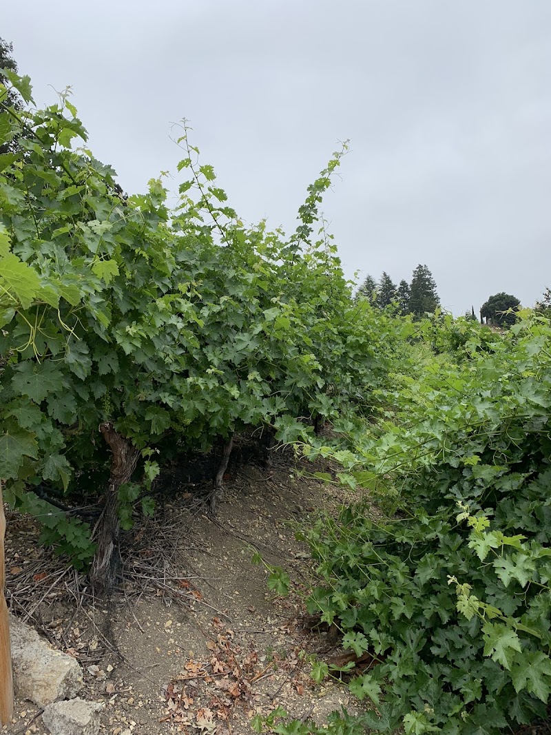 Prolific Vines Vineyard photo 4