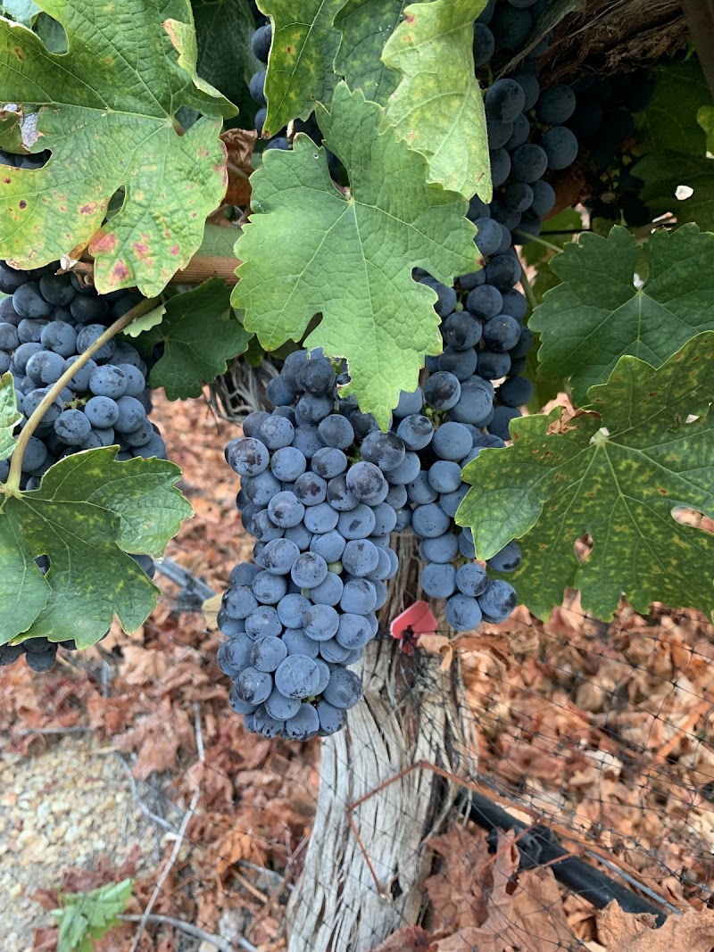 Prolific Vines Vineyard photo 2
