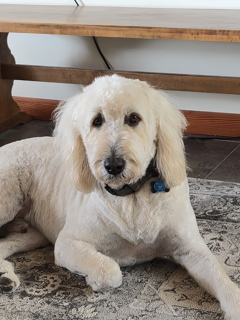 Doggy Barber photo 4