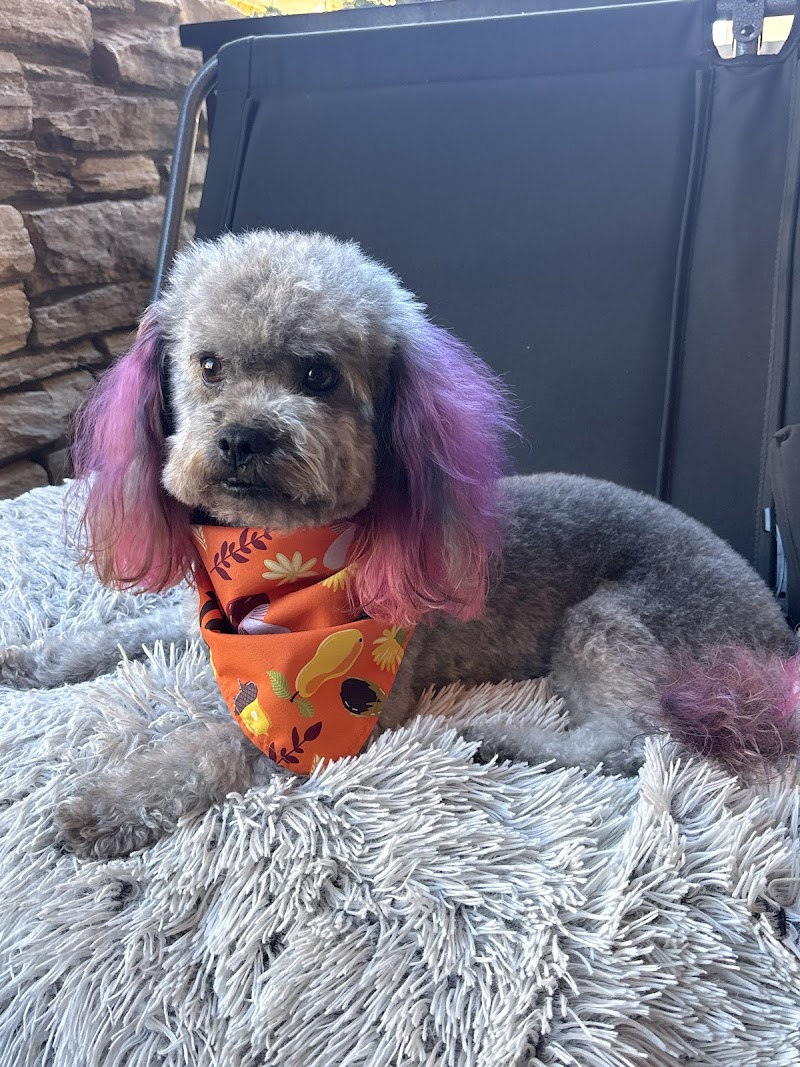 Doggy Barber photo 2
