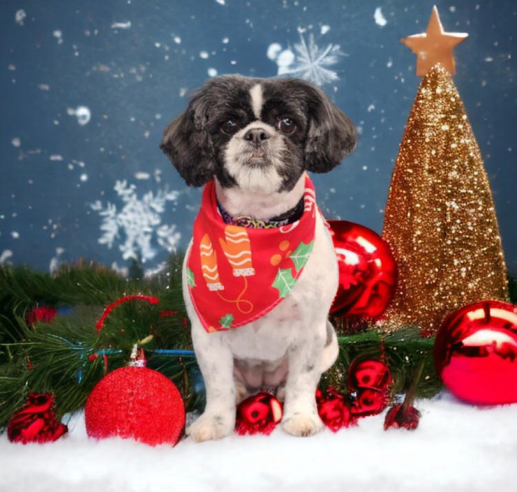 Doggy Barber photo 3