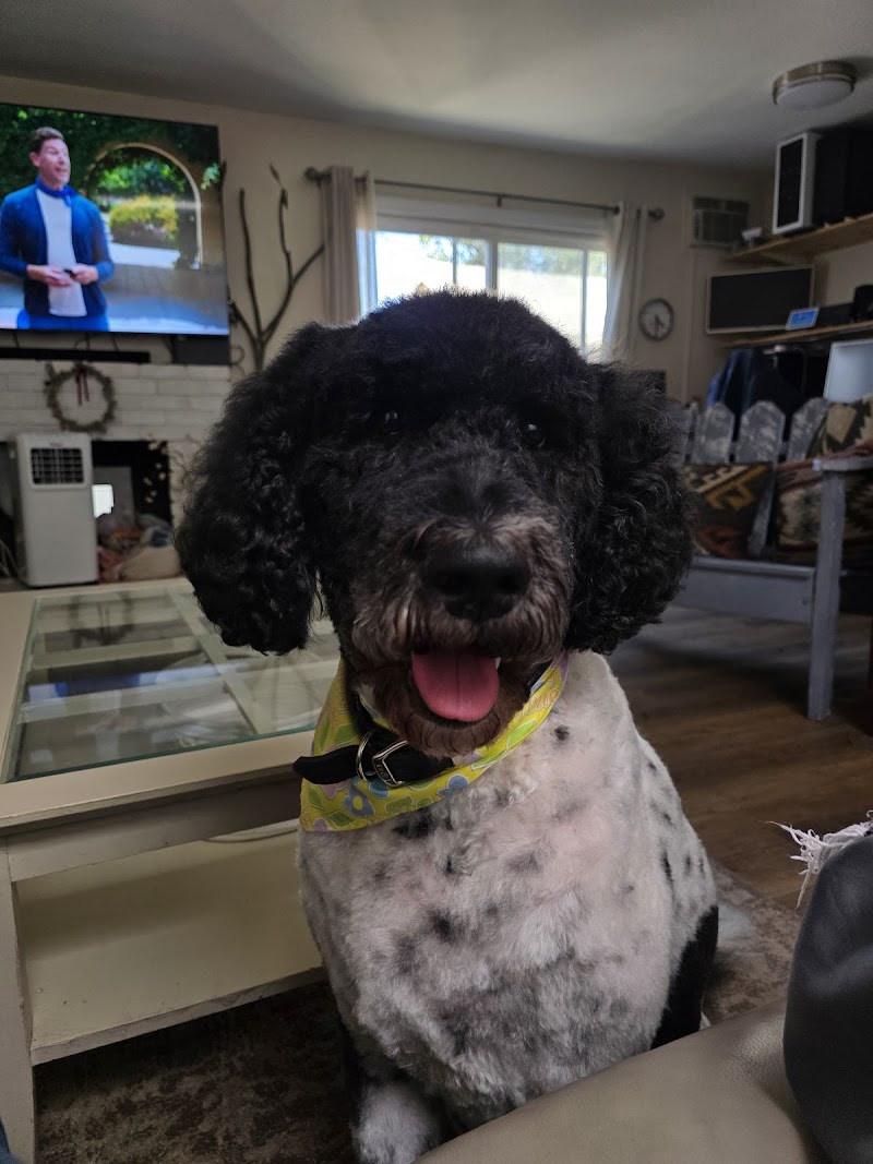 Photo of Doggy Barber
