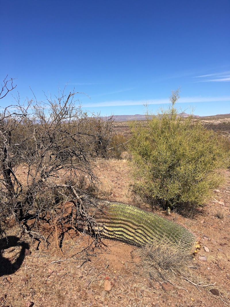 Photo of Lower San Pedro River State Wildlife Area