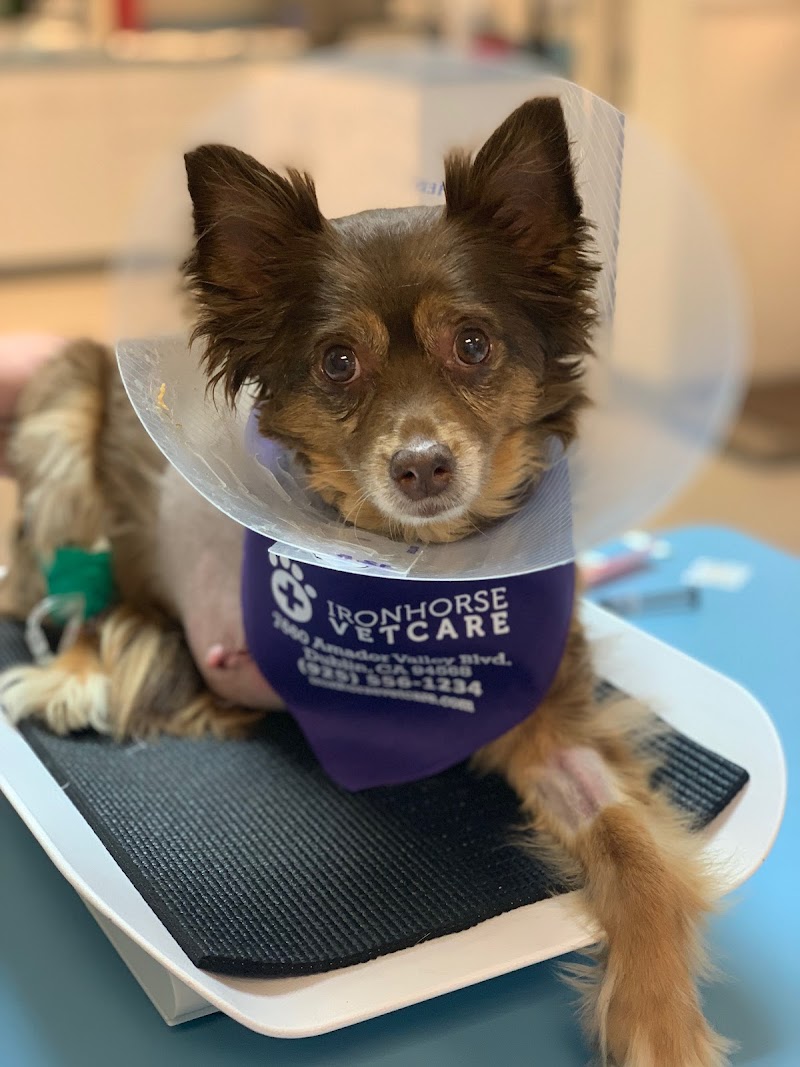 IronHorse VetCare photo 5