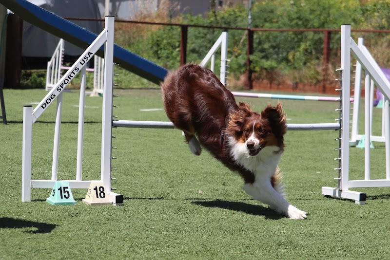 Photo of Half Moon Bay Dog Sports- *Appointment only*
