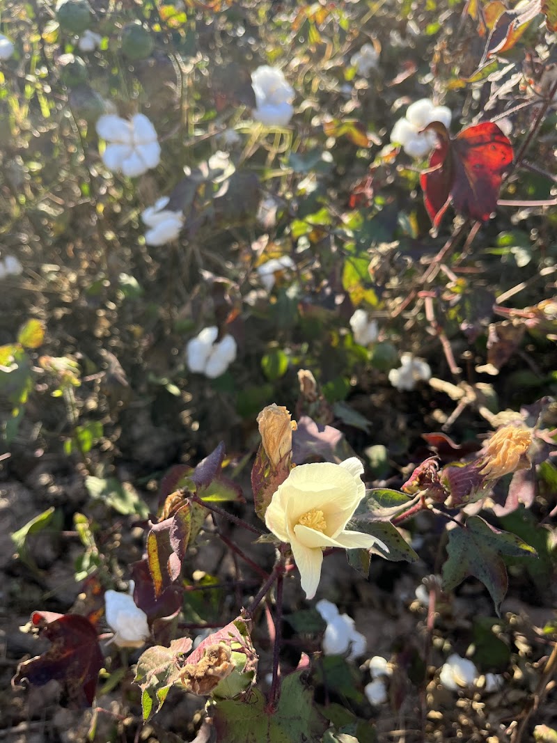 Caywood Cotton Farms photo 4