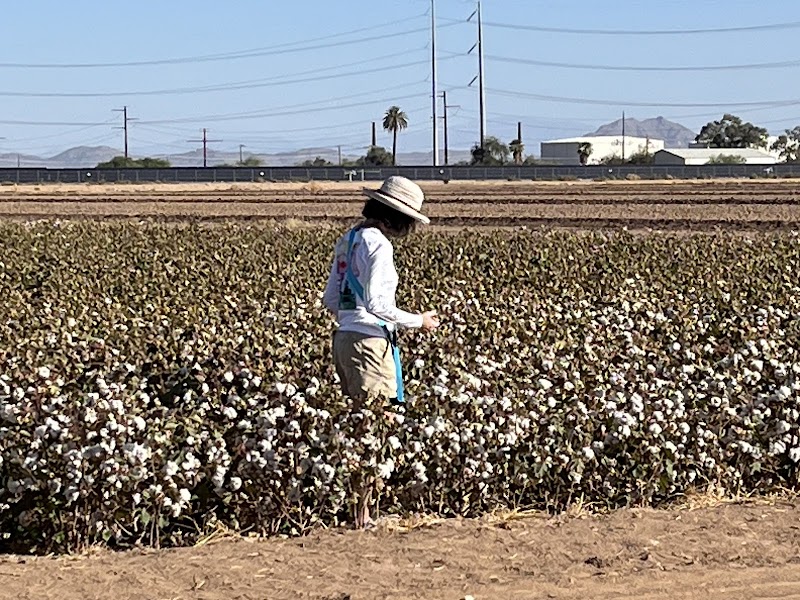 Photo of Caywood Cotton Farms
