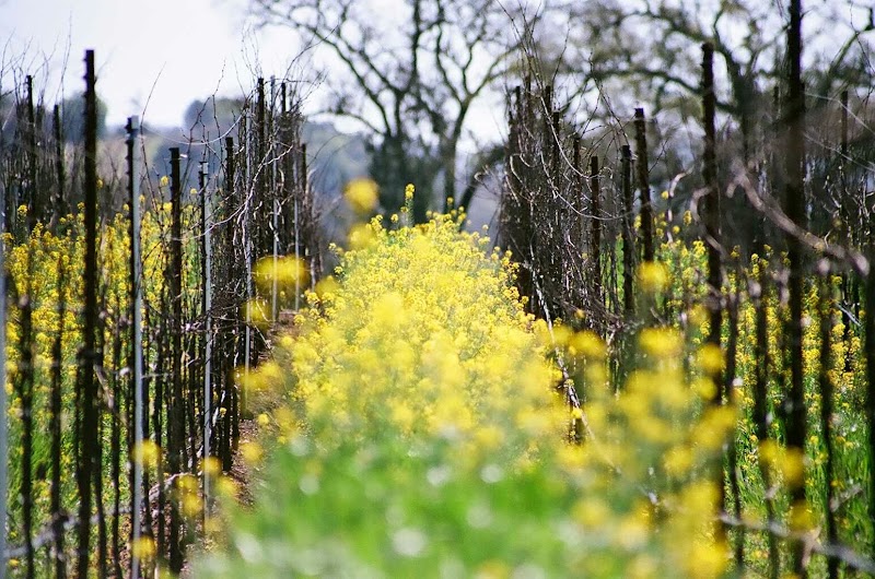 Wine Road photo 5