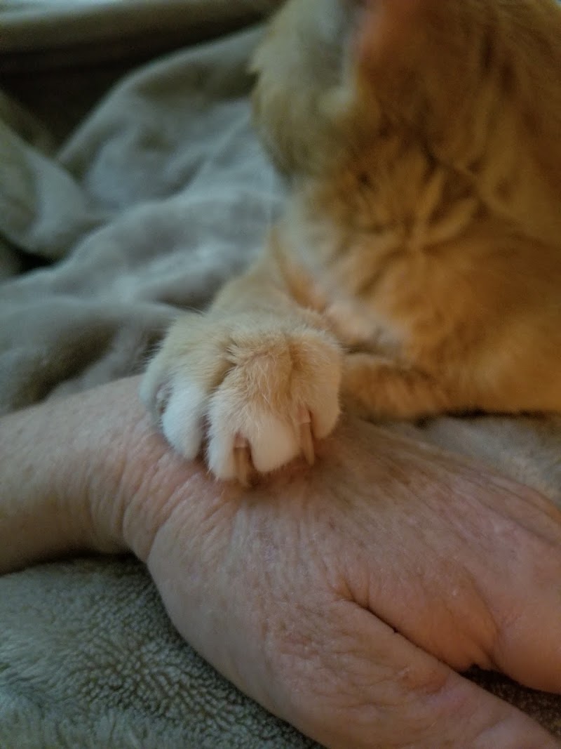 Photo of All My Love Pet Care