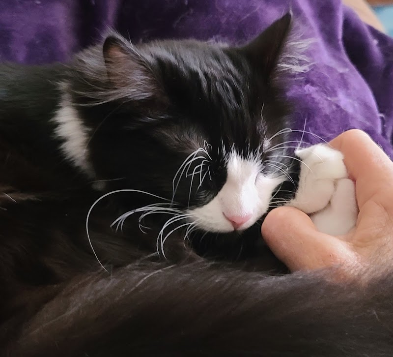 All My Love Pet Care photo 3