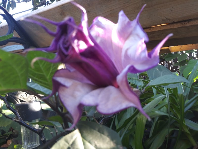 Plummeria Farms Of Florida photo 3